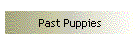 Past Puppies