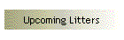 Upcoming Litters