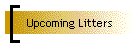 Upcoming Litters